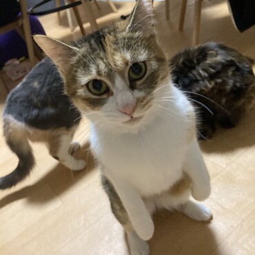 わたし、みぐです