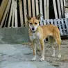 運動神経抜群の女の子 サムネイル4