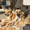 運動神経抜群の女の子 サムネイル5