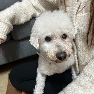 【トライアル決定】ビションフリーゼのふわくん