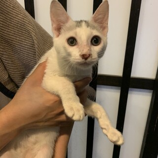 やんちゃで甘えん坊☆すぬーぴー