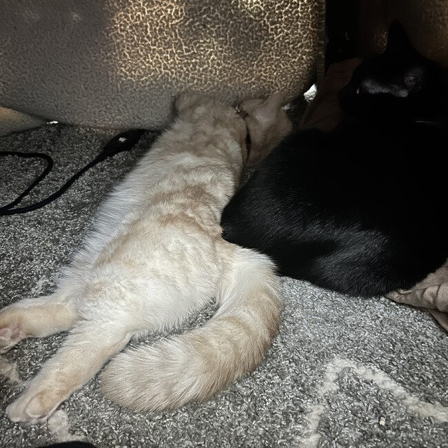 るりらぴのカバー写真