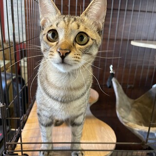 お膝の上が大好き☆甘えん坊ちゃーりー