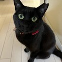 赤いリボンが似合う黒猫の魅力満載レディちゃん