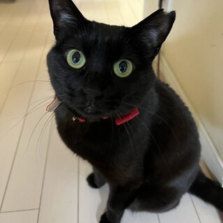 赤いリボンが似合う黒猫の魅力満載レディちゃん