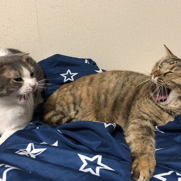同時にあくび