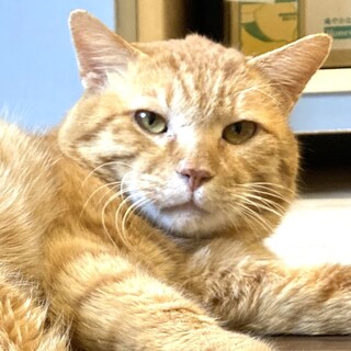 【ウエット】とっても甘えん坊な茶トラ男子！