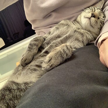 膝の上が大好き　だけど伸び過ぎです