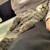 膝の上が大好き　だけど伸び過ぎです