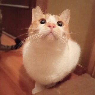 甘えん坊茶白君★初めて飼う方や小さなお子さんも◎