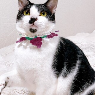 【3/24東銀座】チーくん★11ヵ月半♪