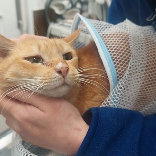 1匹飼い希望です