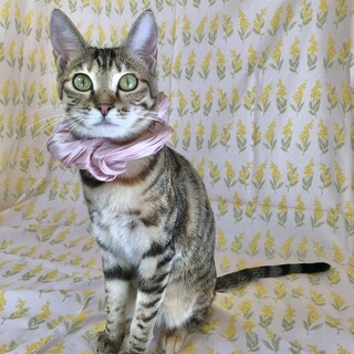 【3/31東銀座】ムギちゃん★11ヵ月半♪