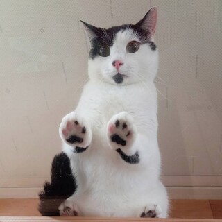 ビビリだけど甘えん坊★牛柄の白黒君！去勢手術済