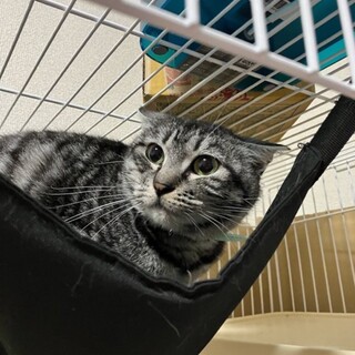 急募！猫ちゃんの保護。