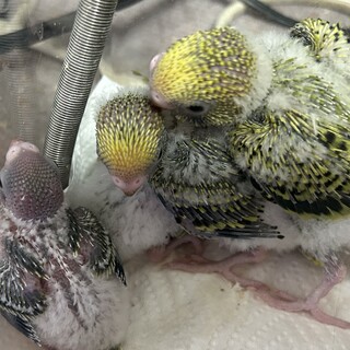 セキセイインコのひな産まれました！