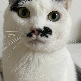 綺麗なグリーンの瞳♡甘えん坊の女の子♪