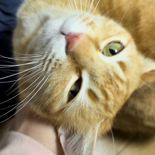 茶トラの可愛い女の子もらってください