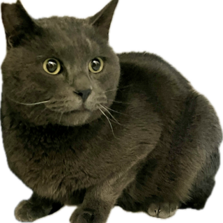 白血病（未発症）のブルちゃん（代理募集）