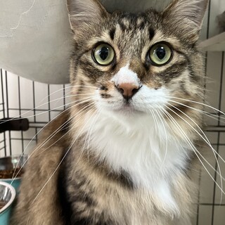 ふわふわゴージャス！穏やかマイペースなむちお