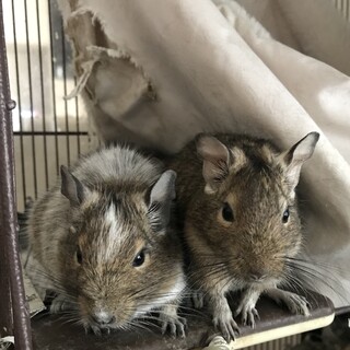 デグー  2023.6月生まれ　女の子　2匹