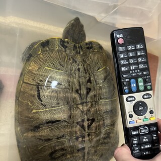 亀2匹の里親様を募集しています。