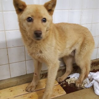 まだ子犬のようです。収容期限3/11迄