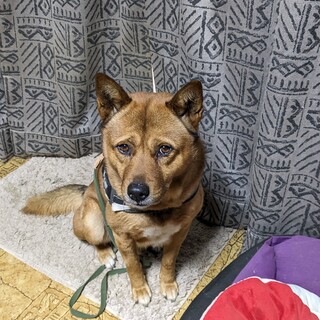 雑種犬の里親急募です