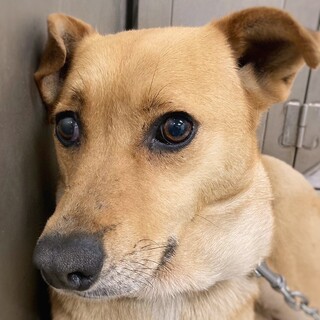 【相談中】穏やかわんこ　はるちゃん　2-3歳