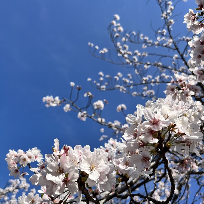 あみえびのカバー写真