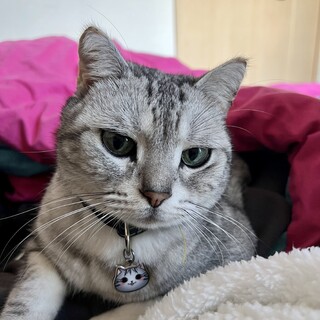 新しい家族探しています