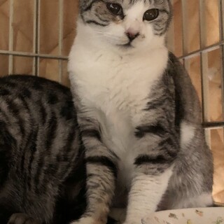 11/2  福島県飯坂譲渡会参加ちょん子ちゃん！♡