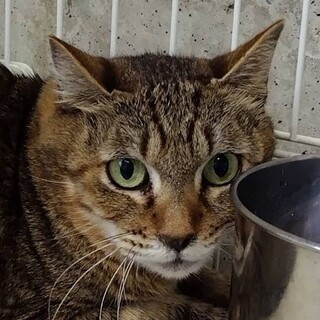 シュッと小顔の女の子、キジトラのもずくちゃん