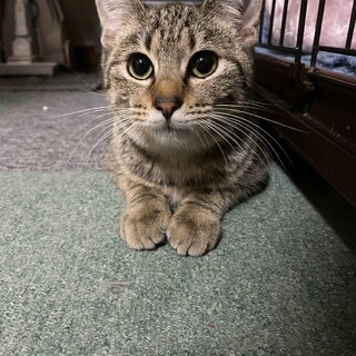 5/12幕張ෆ⃛人懐っこいですෆ⃛よなちゃん