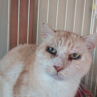 優しく穏やかな性格ですエイズキャリア