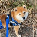 らしさたっぷり♡柴犬くん