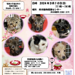 犬猫譲渡会