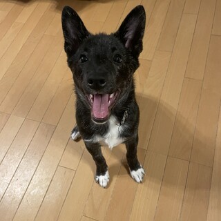 甘えたさんの女の子みのり❤️野犬にも家族を
