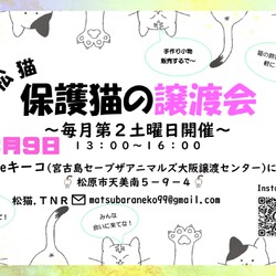 松猫 保護猫の譲渡会