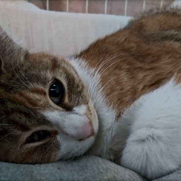 ゆっくりしたいなぁ