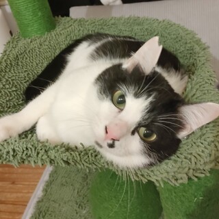 多頭飼育レスキュー・甘えん坊なモーちゃん