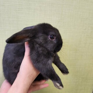 ロップ×ネザーのmixの仔ウサギさん♡
