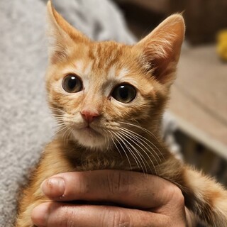 里親決定☆ライガ君3ヶ月