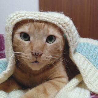 甘えん坊のお膝ねこ❤️ちゃとら大ちゃん