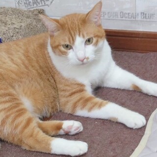 猫にモテモテ❤️チャシロのエル