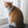 猫にモテモテ❤️チャシロのエル サムネイル3