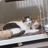 猫にモテモテ❤️チャシロのエル サムネイル5