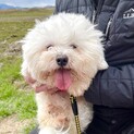 もふもふかわいい❤️マルチーズMIXの流久人くん