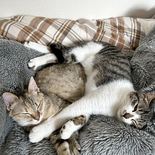 じっくん♂ / スミレちゃん♀