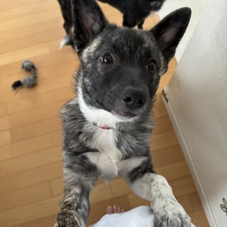 天真爛漫な女の子らいあ❤️野犬にも家族を